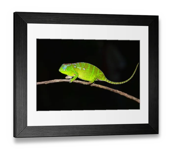 Framed Print : Petters Chameleon -Furcifer petteri-, female, coloured to indicate that it is pregnant, Nord-Madagaskar, Madagascar Framed Print : Petters Chameleon -Furcifer petteri-, female, coloured to indicate that it is pregnant, Nord-Madagaskar, Madagascar