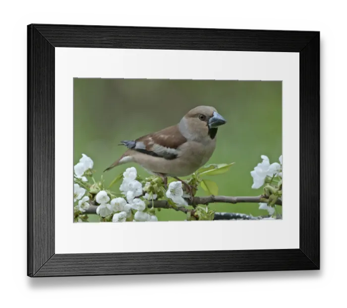 Framed Print : Hawfinch -Coccothraustes coccothraustes-, female perched on a flowering cherry branch, Untergroningen, Abtsgmuend, Baden-Wurttemberg, Germany Framed Print : Hawfinch -Coccothraustes coccothraustes-, female perched on a flowering cherry branch, Untergroningen, Abtsgmuend, Baden-Wurttemberg, Germany