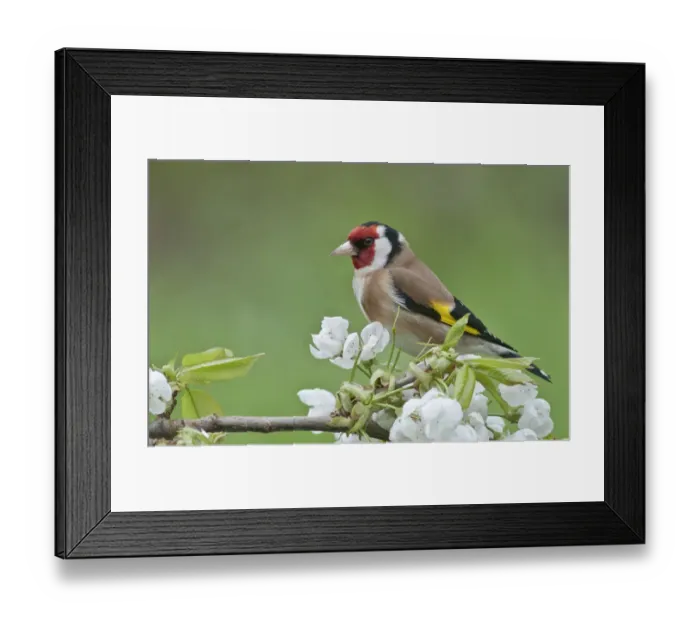 Framed Print : Goldfinch -Carduelis carduelis-, male perched on a flowering cherry tree branch, Untergroningen, Abtsgmuend, Baden-Wurttemberg, Germany Framed Print : Goldfinch -Carduelis carduelis-, male perched on a flowering cherry tree branch, Untergroningen, Abtsgmuend, Baden-Wurttemberg, Germany