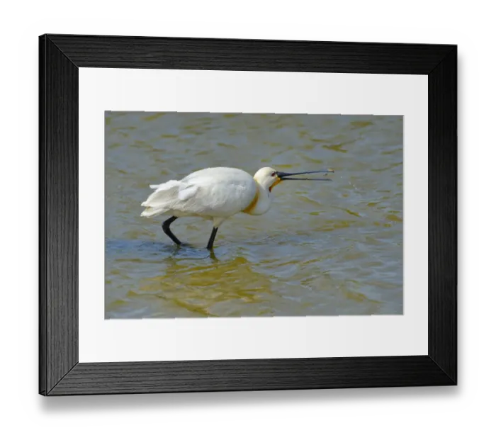 Framed Print : Spoonbill -Platalea leucorodia-, foraging for food, Wagejot nature reserve, Texel, West Frisian Islands, province of North Holland, Netherlands Framed Print : Spoonbill -Platalea leucorodia-, foraging for food, Wagejot nature reserve, Texel, West Frisian Islands, province of North Holland, Netherlands