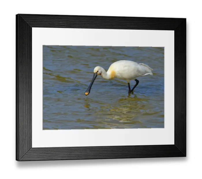 Framed Print : Spoonbill -Platalea leucorodia-, foraging for food, Wagejot nature reserve, Texel, West Frisian Islands, province of North Holland, Netherlands Framed Print : Spoonbill -Platalea leucorodia-, foraging for food, Wagejot nature reserve, Texel, West Frisian Islands, province of North Holland, Netherlands