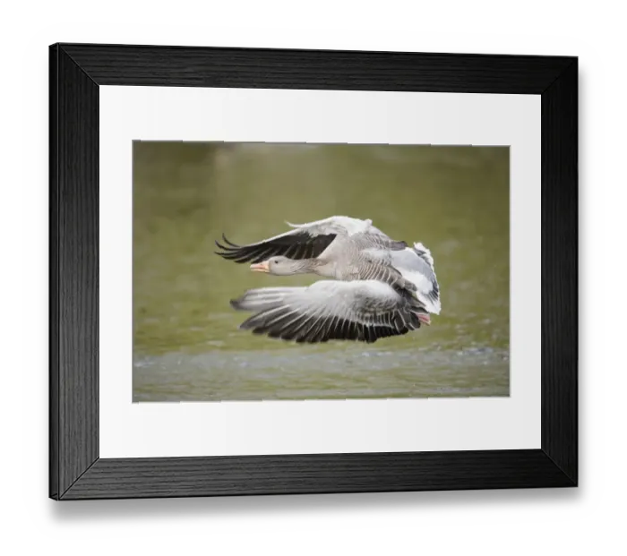 Framed Print : Greylag goose -Anser anser- flying low over a lake, Hamburg, Germany Framed Print : Greylag goose -Anser anser- flying low over a lake, Hamburg, Germany
