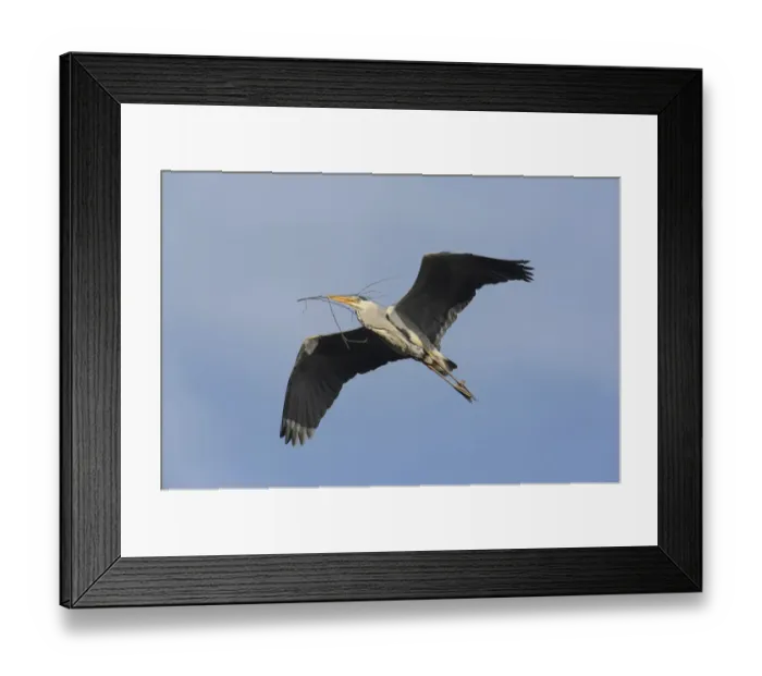 Framed Print : Grey Heron -Ardea cinerea- in flight with nesting material, Hamburg, Germany Framed Print : Grey Heron -Ardea cinerea- in flight with nesting material, Hamburg, Germany