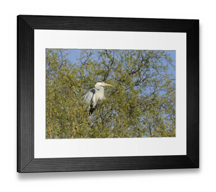 Framed Print : Grey Heron -Ardea cinerea- perched on a birch tree, Hamburg, Germany Framed Print : Grey Heron -Ardea cinerea- perched on a birch tree, Hamburg, Germany