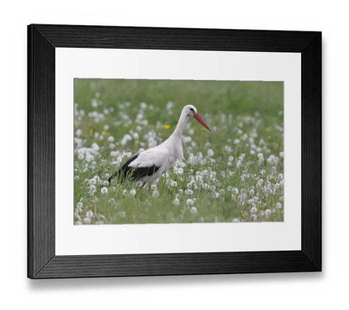 Framed Print : White Stork -Ciconia ciconia- in a dandelion meadow, Burgenland, Austria Framed Print : White Stork -Ciconia ciconia- in a dandelion meadow, Burgenland, Austria