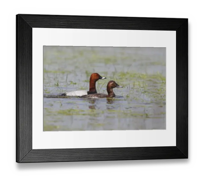 Framed Print : Common Pochard -Aythya ferina- pair courting in shallow water, Burgenland, Austria Framed Print : Common Pochard -Aythya ferina- pair courting in shallow water, Burgenland, Austria