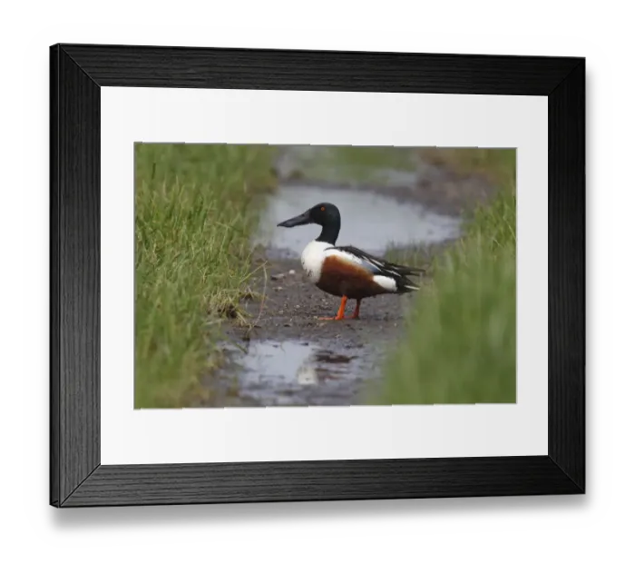 Framed Print : Northern Shoveler -Anas clypeata-, drake on dirt road, Burgenland, Austria Framed Print : Northern Shoveler -Anas clypeata-, drake on dirt road, Burgenland, Austria