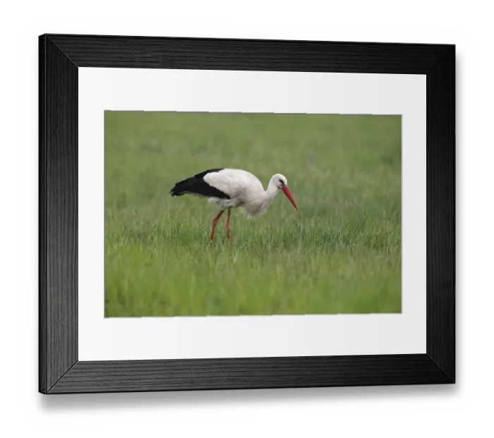 Framed Print : White Stork -Ciconia ciconia- on a meadow, Burgenland, Austria Framed Print : White Stork -Ciconia ciconia- on a meadow, Burgenland, Austria