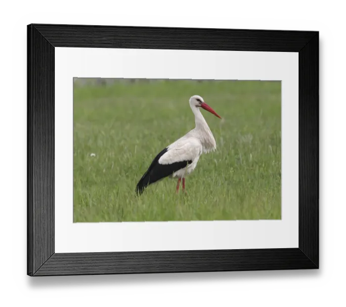 Framed Print : White Stork -Ciconia ciconia- standing on a meadow, Burgenland, Austria Framed Print : White Stork -Ciconia ciconia- standing on a meadow, Burgenland, Austria