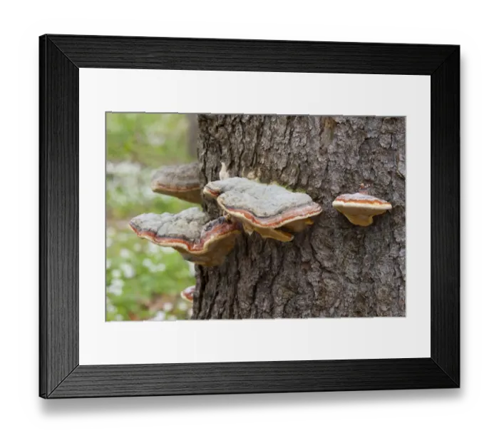 Framed Print : Red Banded Polypore -Fomitopsis pinicola-, Hainich National Park, Thuringia, Germany Framed Print : Red Banded Polypore -Fomitopsis pinicola-, Hainich National Park, Thuringia, Germany