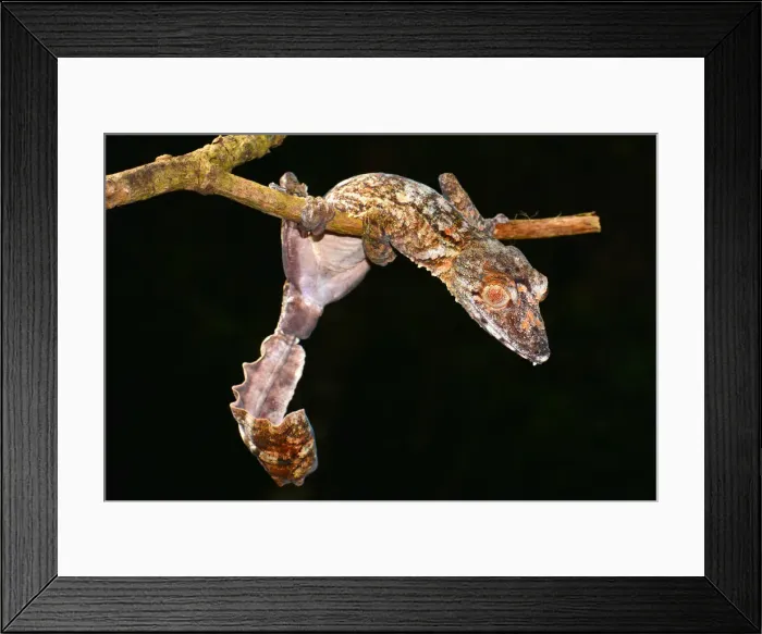 Framed Print : Leaf-tailed Gecko -Uroplatus giganteaus-, Nord-Madagaskar, Madagascar Framed Print : Leaf-tailed Gecko -Uroplatus giganteaus-, Nord-Madagaskar, Madagascar