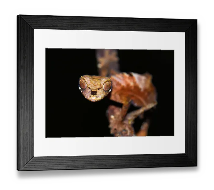 Framed Print : Leaf-tailed Gecko -Uroplatus fiavana-, Nord-Madagaskar, Madagascar Framed Print : Leaf-tailed Gecko -Uroplatus fiavana-, Nord-Madagaskar, Madagascar