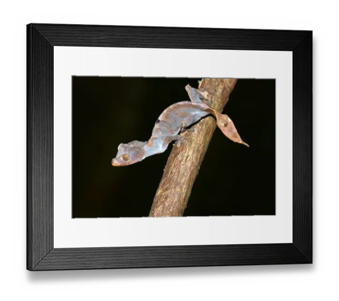 Framed Print : Leaf-tailed Gecko -Uroplatus ebenaui ssp. -, Nord-Madagaskar, Madagascar Framed Print : Leaf-tailed Gecko -Uroplatus ebenaui ssp. -, Nord-Madagaskar, Madagascar