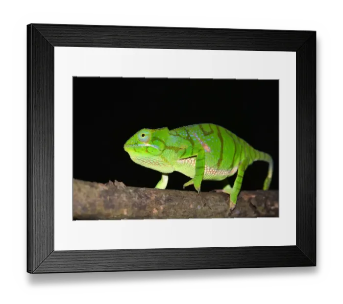 Framed Print : Timoni Chameleon -Furcifer timoni-, a recently discovered species of chameleon, Nord-Madagaskar, Madagascar Framed Print : Timoni Chameleon -Furcifer timoni-, a recently discovered species of chameleon, Nord-Madagaskar, Madagascar