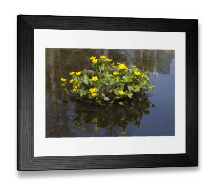Framed Print : Kingcup or Marsh Marigold -Caltha palustris- Framed Print : Kingcup or Marsh Marigold -Caltha palustris-