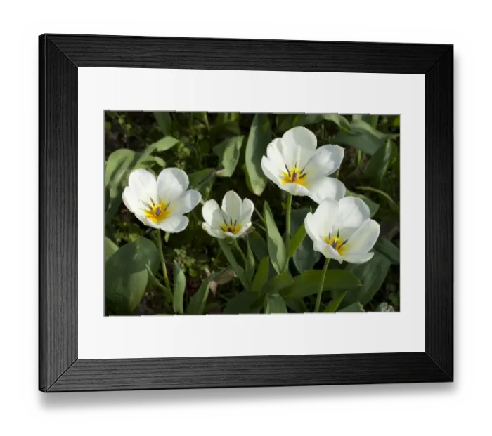 Framed Print : White Tulips -Tulipa-, North Rhine-Westphalia, Germany Framed Print : White Tulips -Tulipa-, North Rhine-Westphalia, Germany