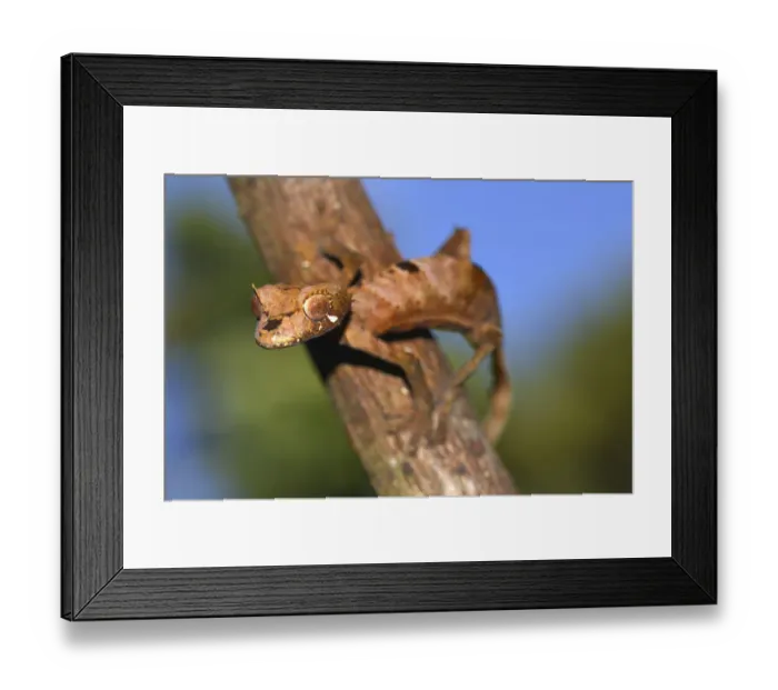 Framed Print : Leaf-tail Gecko or Flat-tail Gecko -Uroplatus giganteus-, Marojejy National Park, Madagascar Framed Print : Leaf-tail Gecko or Flat-tail Gecko -Uroplatus giganteus-, Marojejy National Park, Madagascar