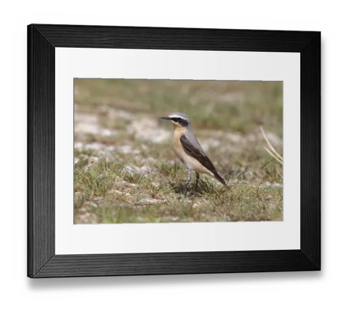 Framed Print : Northern Wheatear -Oenanthe oenanthe-, male on the ground, Burgenland, Austria Framed Print : Northern Wheatear -Oenanthe oenanthe-, male on the ground, Burgenland, Austria