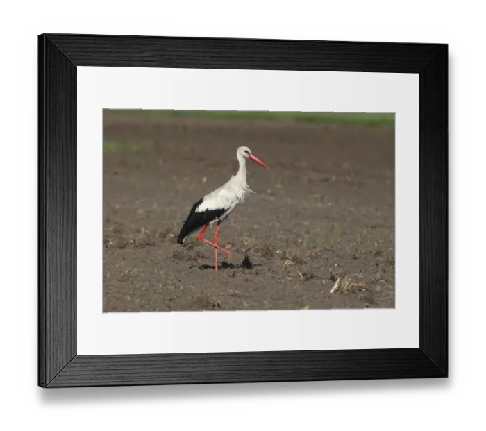 Framed Print : White Stork -Ciconia ciconia- in a field, Burgenland, Austria