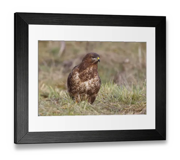Framed Print : Common Buzzard -Buteo buteo- in grass, North Rhine-Westphalia, Germany