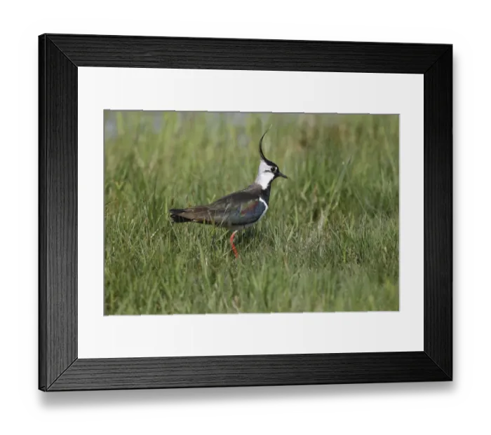 Framed Print : Northern Lapwing -Vanellus vanellus- in a meadow, Burgenland, Austria
