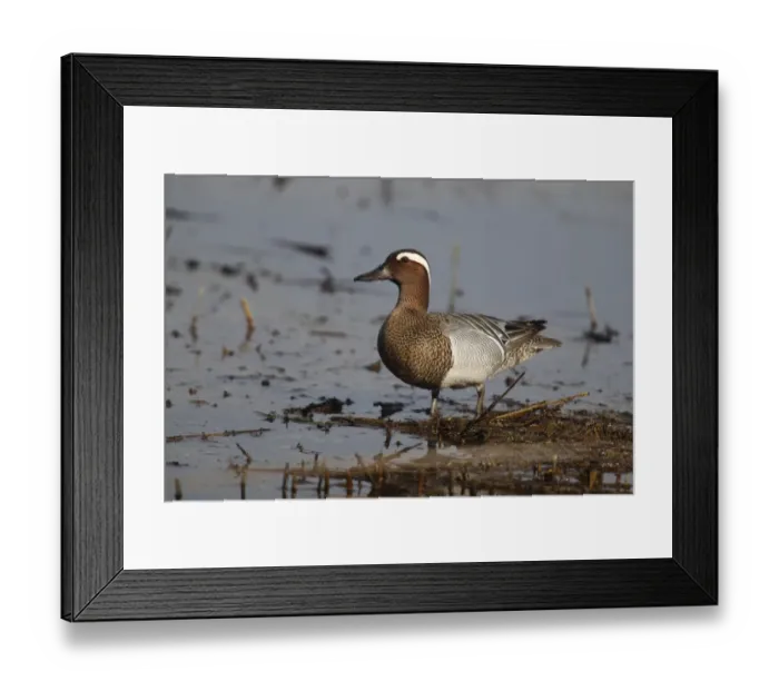 Framed Print : Garganey -Anas querquedula-, drake in shallow water, Burgenland, Austria Framed Print : Garganey -Anas querquedula-, drake in shallow water, Burgenland, Austria
