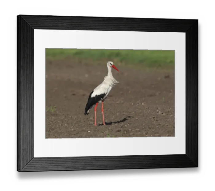 Framed Print : White Stork -Ciconia ciconia- standing in a field, Burgenland, Austria Framed Print : White Stork -Ciconia ciconia- standing in a field, Burgenland, Austria