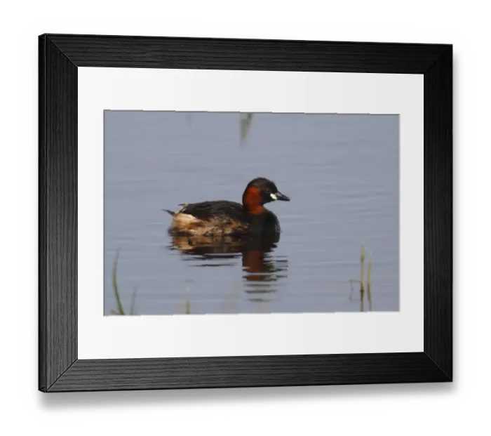 Framed Print : Little Grebe -Tachybaptus ruficollis- on water, Burgenland, Austria Framed Print : Little Grebe -Tachybaptus ruficollis- on water, Burgenland, Austria