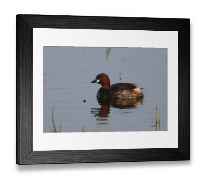 Framed Print : Little Grebe -Tachybaptus ruficollis- on water, Burgenland, Austria Framed Print : Little Grebe -Tachybaptus ruficollis- on water, Burgenland, Austria