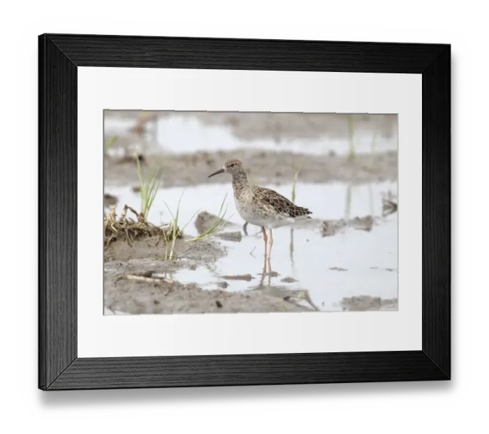 Framed Print : Ruff -Philomachus pugnax-, reeve, female standing in shallow water, Burgenland, Austria Framed Print : Ruff -Philomachus pugnax-, reeve, female standing in shallow water, Burgenland, Austria