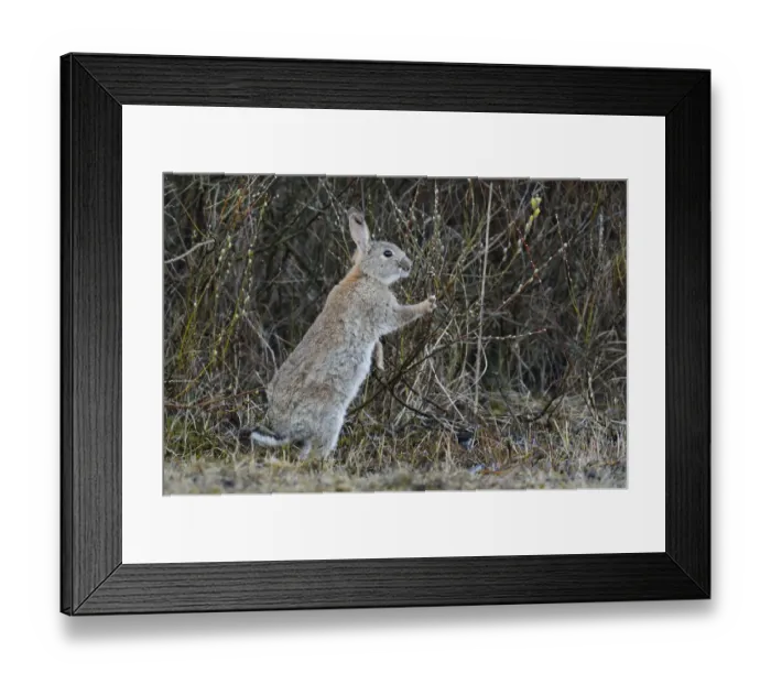 Framed Print : Wild Rabbit or Common Rabbit -Oryctolagus cuniculus-, feeding on flowering pussy willow -Salix sp-, De Geul, Texel, Texel, West Frisian Islands, province of North Holland, The Netherlands Framed Print : Wild Rabbit or Common Rabbit -Oryctolagus cuniculus-, feeding on flowering pussy willow -Salix sp-, De Geul, Texel, Texel, West Frisian Islands, province of North Holland, The Netherlands