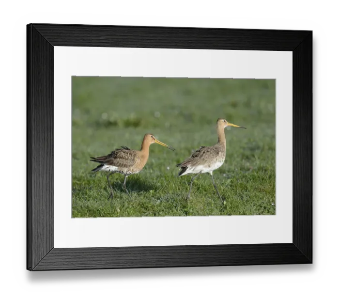 Framed Print : Black-tailed Godwits -Limosa limosa-, displaying, Texel, West Frisian Islands, province of North Holland, The Netherlands Framed Print : Black-tailed Godwits -Limosa limosa-, displaying, Texel, West Frisian Islands, province of North Holland, The Netherlands