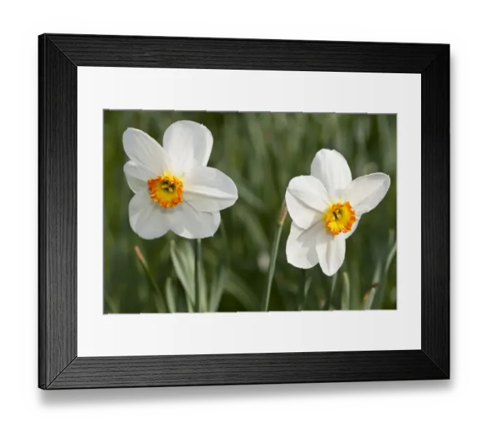 Framed Print : White Daffodils -Narcissus sp. - Framed Print : White Daffodils -Narcissus sp. -