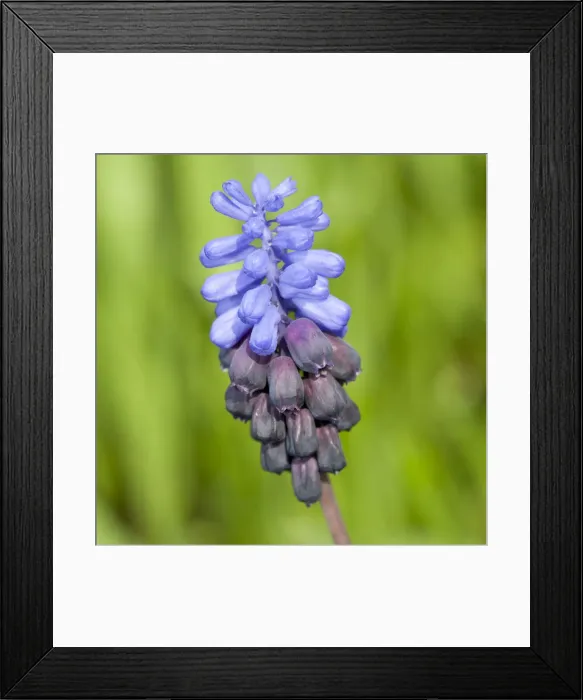Framed Print : Grape Hyacinth -Muscari sp. - Framed Print : Grape Hyacinth -Muscari sp. -