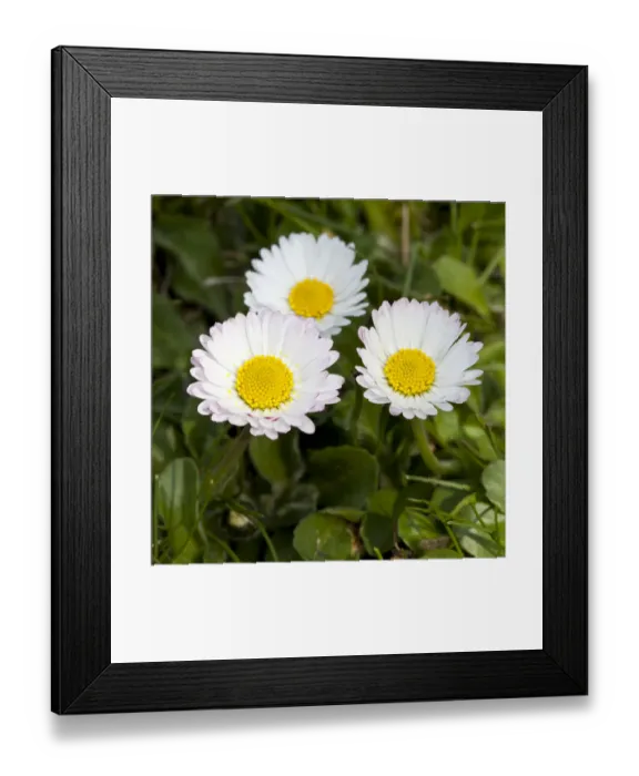 Framed Print : Daisies -Bellis perennis- Framed Print : Daisies -Bellis perennis-