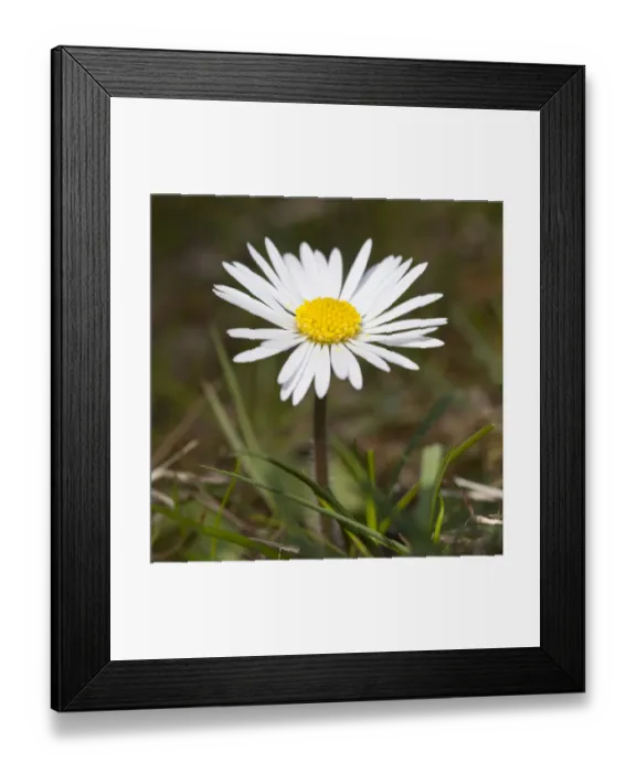 Framed Print : Daisy -Bellis perennis- Framed Print : Daisy -Bellis perennis-