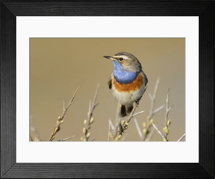 Framed Print : Bluethroat -Luscinia svecica cyanecula-, on perch, De Geul, Texel, Texel, West Frisian Islands, province of North Holland, The Netherlands Framed Print : Bluethroat -Luscinia svecica cyanecula-, on perch, De Geul, Texel, Texel, West Frisian Islands, province of North Holland, The Netherlands