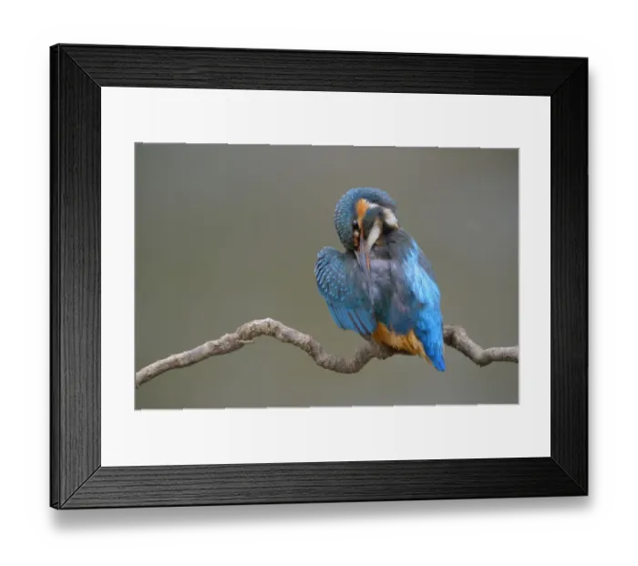 Framed Print : Kingfisher -Alcedo atthis-, female preening, Swabian Alb biosphere reserve, Baden-Wurttemberg, Germany Framed Print : Kingfisher -Alcedo atthis-, female preening, Swabian Alb biosphere reserve, Baden-Wurttemberg, Germany
