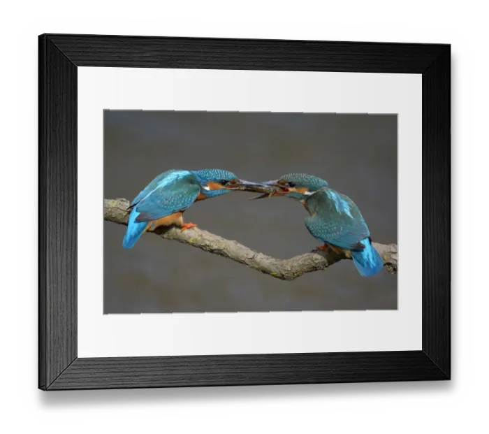 Framed Print : Kingfishers -Alcedo atthis-, male passing little fish on to female, courtship feeding, Swabian Alb biosphere reserve, Baden-Wurttemberg, Germany