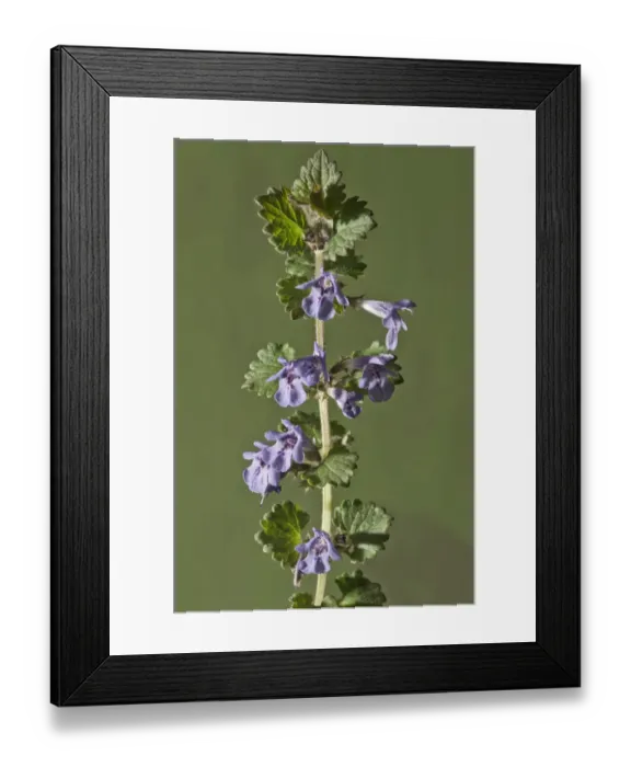 Framed Print : Ground-ivy, Gill-over-the-ground or Creeping Charlie -Glechoma hederacea-, stem with flowers, Untergroningen, Abtsgmuend, Baden-Wurttemberg, Germany Framed Print : Ground-ivy, Gill-over-the-ground or Creeping Charlie -Glechoma hederacea-, stem with flowers, Untergroningen, Abtsgmuend, Baden-Wurttemberg, Germany