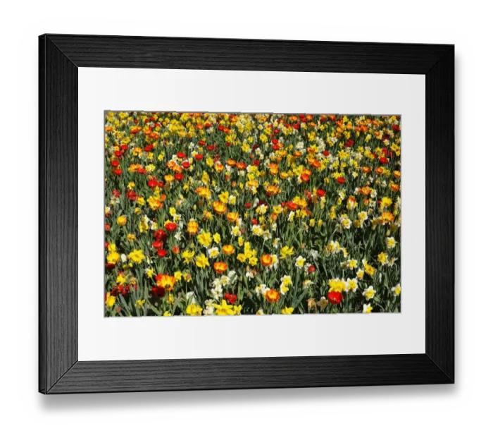 Framed Print : Colourful flower bed with tulips -Tulipa- and daffodils -Narcissus-, Nuremberg, Middle Franconia, Bavaria, Germany Framed Print : Colourful flower bed with tulips -Tulipa- and daffodils -Narcissus-, Nuremberg, Middle Franconia, Bavaria, Germany