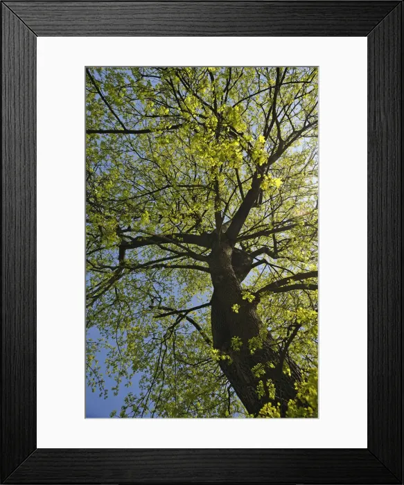 Framed Print : Norway Maple -Acer platanoides- in April, Nuremberg, Middle Franconia, Bavaria, Germany Framed Print : Norway Maple -Acer platanoides- in April, Nuremberg, Middle Franconia, Bavaria, Germany