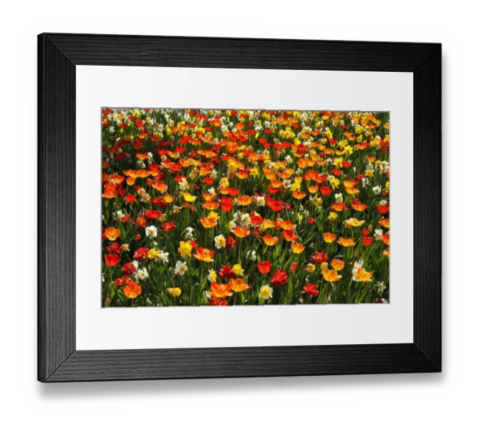 Framed Print : Colourful flower bed with tulips -Tulipa- and daffodils -Narcissus-, backlit, Nuremberg, Middle Franconia, Bavaria, Germany Framed Print : Colourful flower bed with tulips -Tulipa- and daffodils -Narcissus-, backlit, Nuremberg, Middle Franconia, Bavaria, Germany