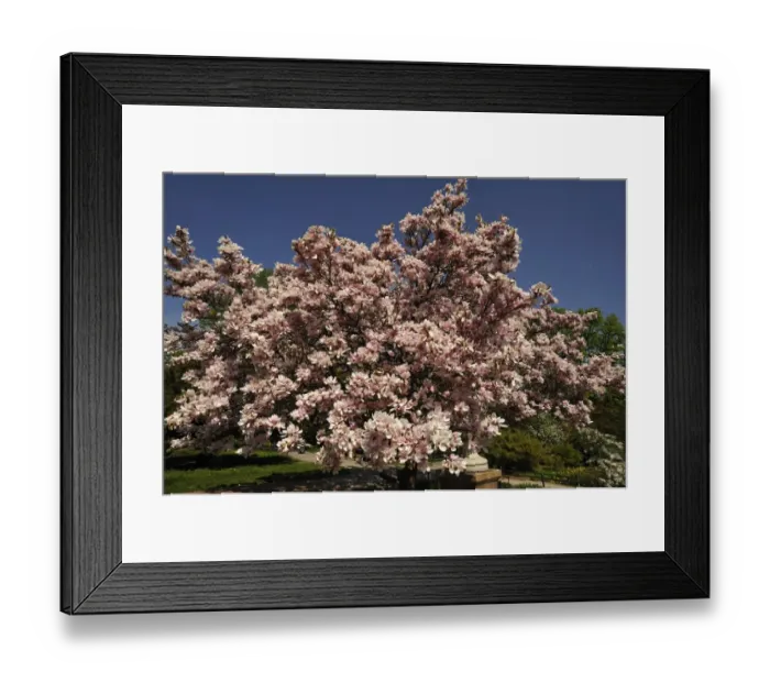 Framed Print : Blooming Magnolia -Magnolia- in the city park with a blue sky, Nuremberg, Middle Franconia, Bavaria, Germany Framed Print : Blooming Magnolia -Magnolia- in the city park with a blue sky, Nuremberg, Middle Franconia, Bavaria, Germany