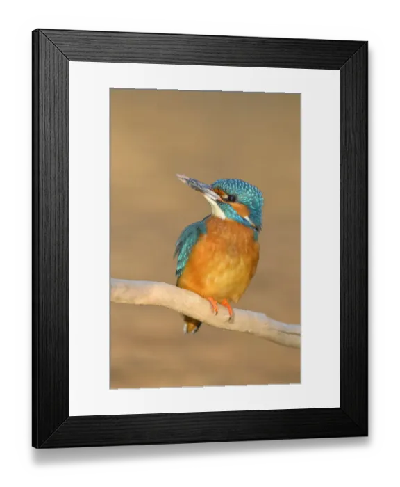 Framed Print : Kingfisher -Alcedo atthis- male perched, Swabian Alb biosphere reserve, Baden-Wurttemberg, Germany Framed Print : Kingfisher -Alcedo atthis- male perched, Swabian Alb biosphere reserve, Baden-Wurttemberg, Germany