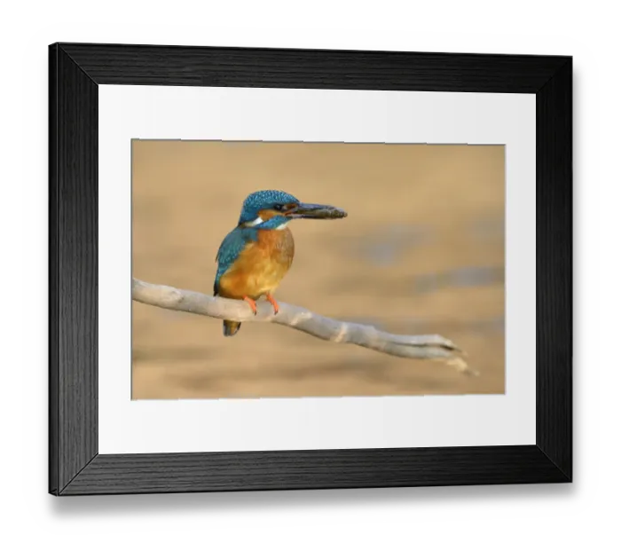 Framed Print : Kingfisher -Alcedo atthis-, male with prey, Swabian Alb biosphere reserve, Baden-Wurttemberg, Germany Framed Print : Kingfisher -Alcedo atthis-, male with prey, Swabian Alb biosphere reserve, Baden-Wurttemberg, Germany