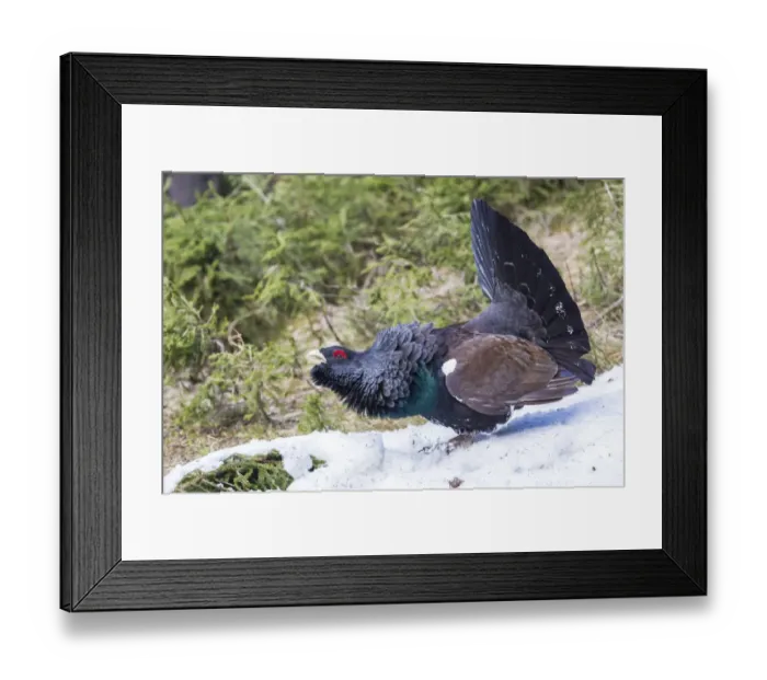 Framed Print : Capercaillie -Tetrao urogallus-, Brixental, Tyrol, Austria Framed Print : Capercaillie -Tetrao urogallus-, Brixental, Tyrol, Austria