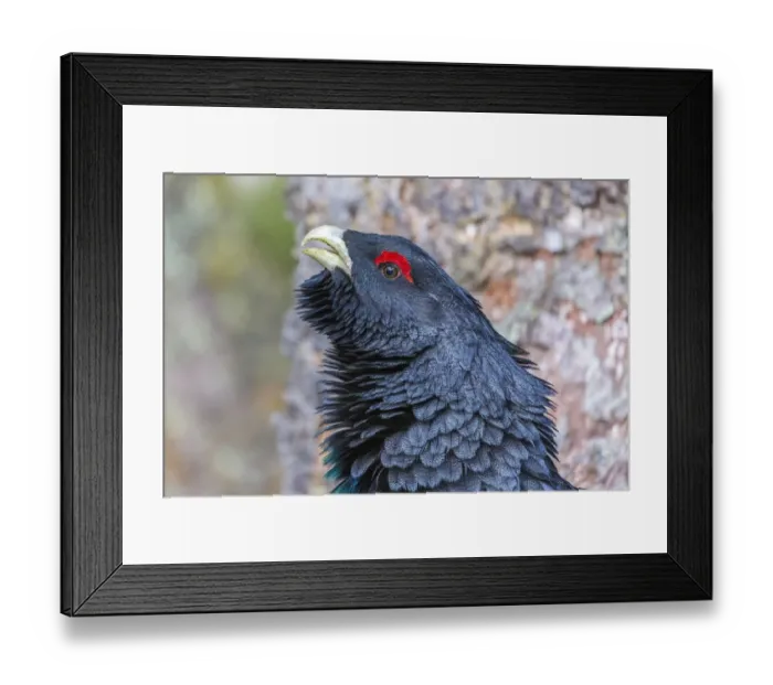 Framed Print : Capercaillie -Tetrao urogallus-, portrait, Brixental, Tyrol, Austria Framed Print : Capercaillie -Tetrao urogallus-, portrait, Brixental, Tyrol, Austria