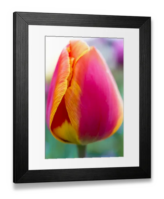 Framed Print : Red-orange tulip -Tulipa-, flower Framed Print : Red-orange tulip -Tulipa-, flower