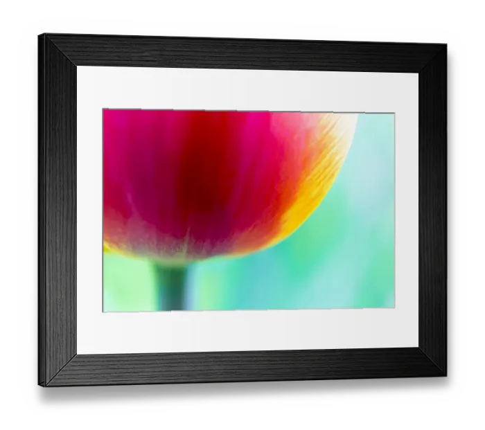 Framed Print : Red-orange tulip -Tulipa-, detail